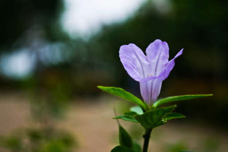 Flowerの写真素材