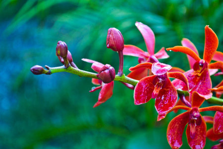 Orchidsの写真素材