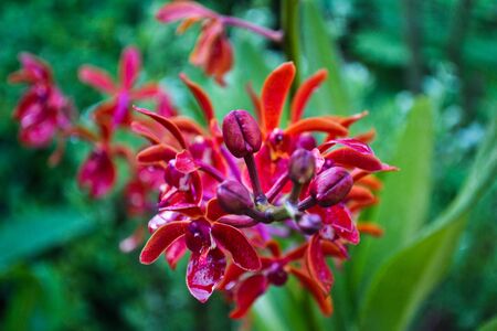 Orchidsの写真素材