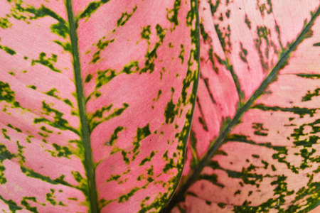 Leavesの写真素材