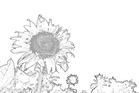 Sunflowerの写真素材