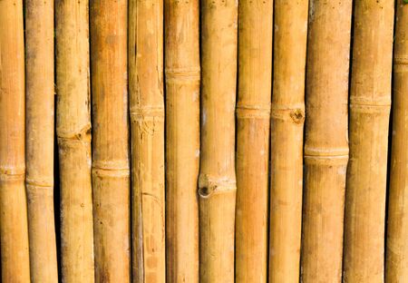 Bambooの写真素材