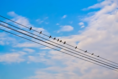 Bird and Cable の写真素材