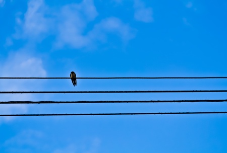 Bird and Cable の写真素材