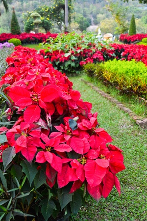 Beautifully manicured park in thailandの写真素材