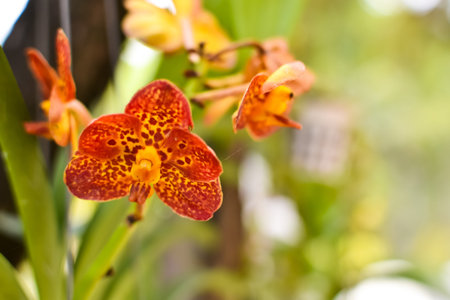 Orange orchidの写真素材