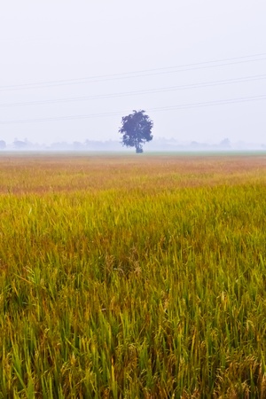 Paddy Field in Country of thailandの写真素材