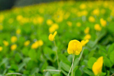 Small yellow flower  Pinto Peanut plantの写真素材
