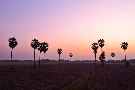 Sugar palm at sunsetの写真素材