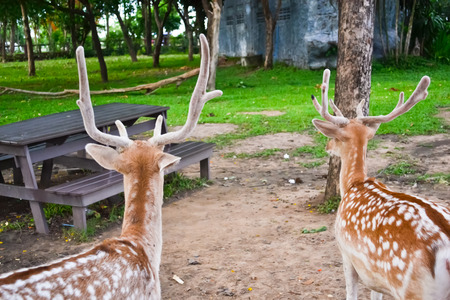 Dees in open zooの写真素材