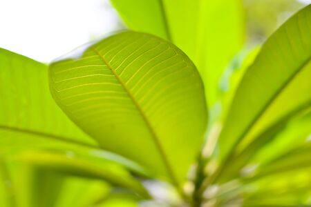Green leaf with water drops for backgroundの写真素材
