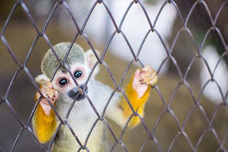 squirrel Monkeyの写真素材