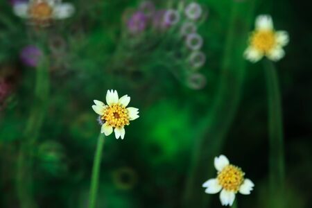 Flowerの写真素材