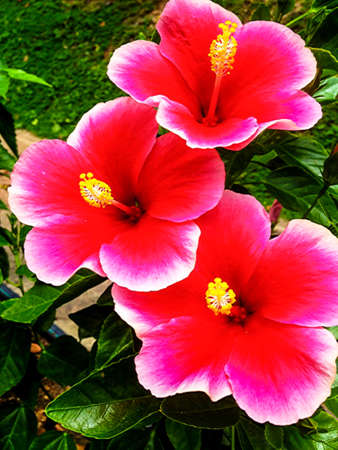Is elegant and beautiful hibiscus flowers in the garden.の写真素材
