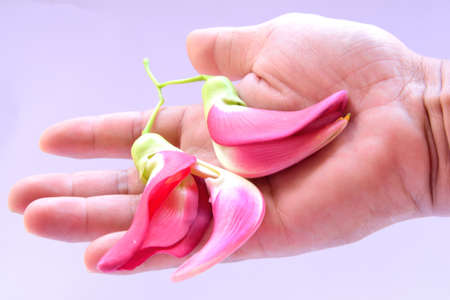 Red Sesbania grandiflora on hand on white backgroundの写真素材