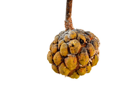 Aphids little effect on custard apple on isolated
