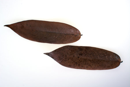 Dry leaves isolated on white background