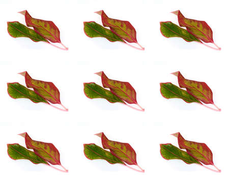 Pink and green leaves isolated on white backgroundの写真素材