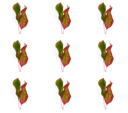 Pink and green leaves isolated on white backgroundの写真素材