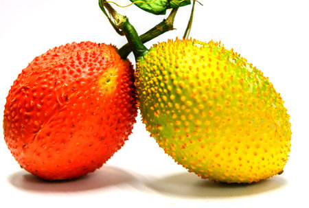 Sweet Gourd on white backgroundの写真素材