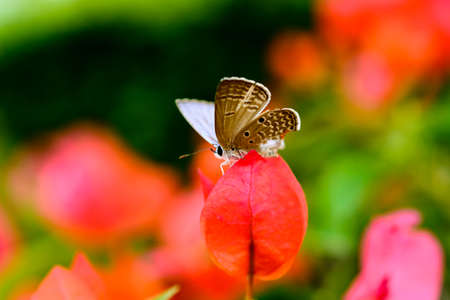 butterfly on a red flowerの写真素材