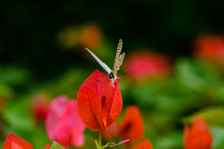 butterfly on a red flower