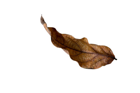 dry leaf on white background