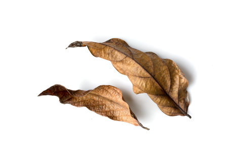 dry leaf on white background
