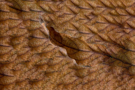 dry leaf on white backgroundの写真素材
