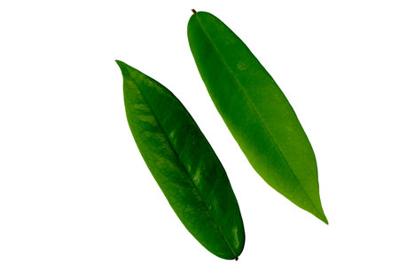 Green leaves on a white background