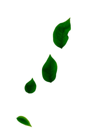 Green leaves on a white backgroundの写真素材
