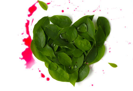 Beautiful green leaves are heart-shaped stack on a white background for print and backgroundの写真素材