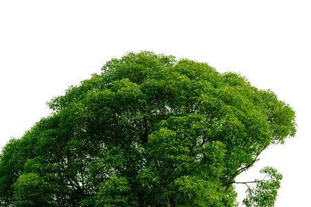 green leaves and branches on white background environment nature love earth concept for design and...