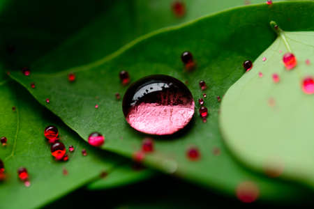 Red drops on a green leafの写真素材