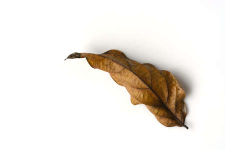 dry leaf on white backgroundの写真素材