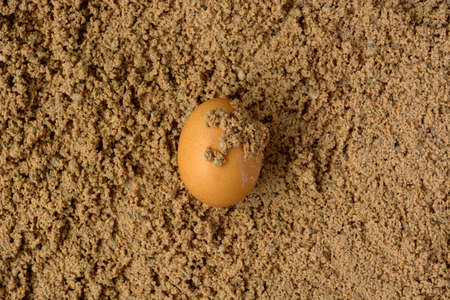 egg dirty on the groundの写真素材