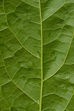 Fiber beautiful foliageの写真素材