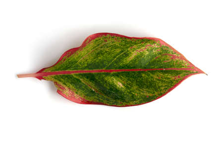 spotted betel leaf on white backgroundの写真素材