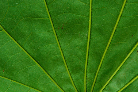 The fiber beautiful the leaves