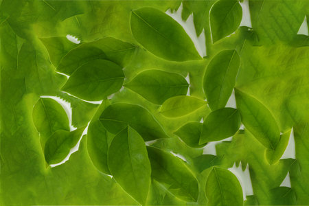 Beautiful green leaves on a white background for print and background