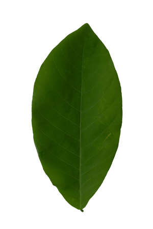Beautiful green leaves on a white background for print and backgroundの写真素材
