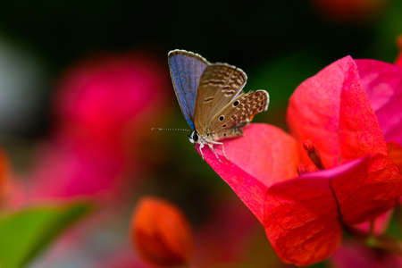 butterfly on a red flowerの写真素材
