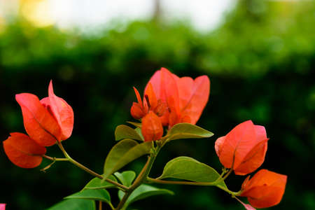 Pink bougainvillea flower close upの写真素材