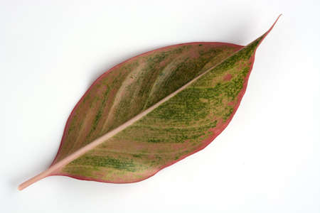 spotted betel leaf on white backgroundの写真素材