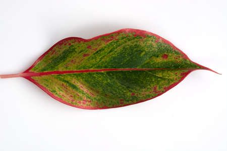 spotted betel leaf on white backgroundの写真素材