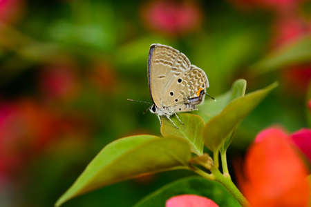 butterfly on a red flowerの写真素材