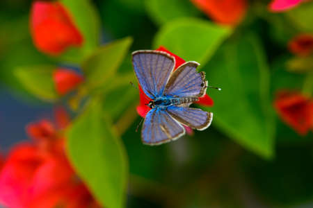 butterfly on a red flowerの写真素材