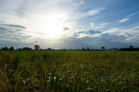 Sugarcane field at sunsetの写真素材
