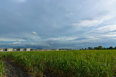 Sugarcane field at sunsetの写真素材
