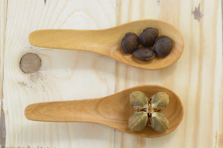 Plukenetia volubilis, commonly known as sacha inchi or Inca peanut. Selective focusの写真素材